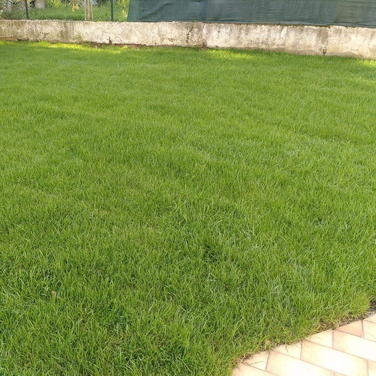  © Gingko et Paysage